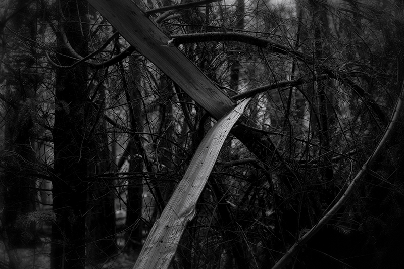 L'ombre des arbres par Sabrina Ambre Biller