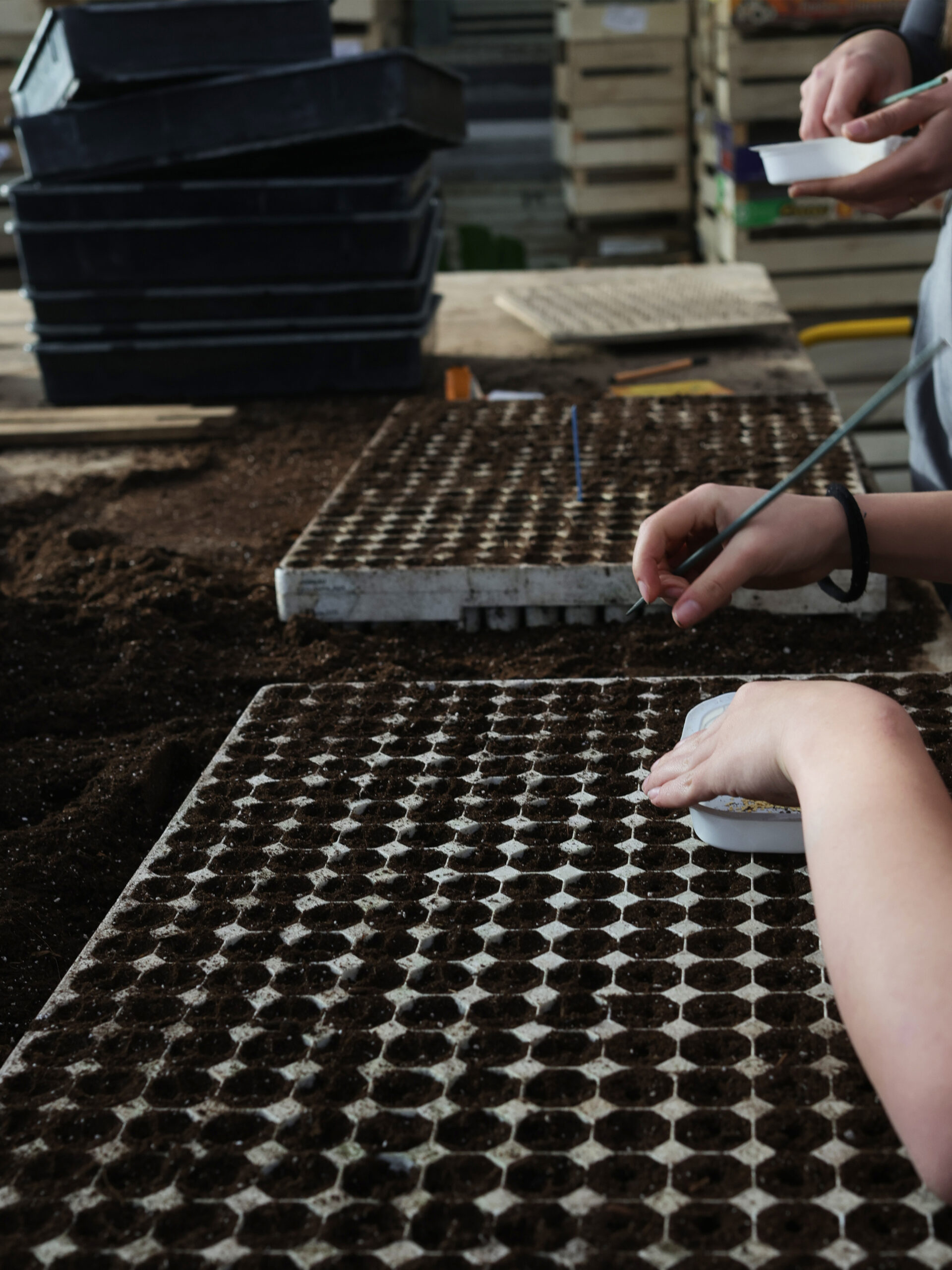 De la graine à l'assiette