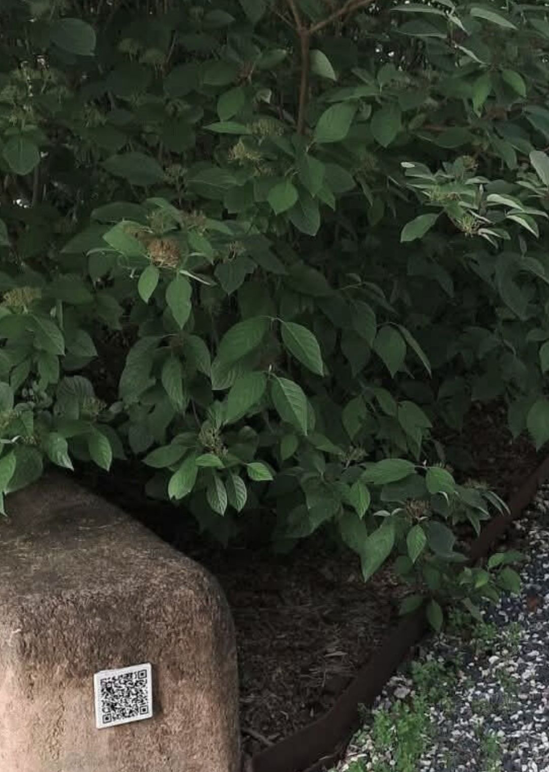 Copie de Copie de Story Instagram avec citation en Rose bonbon F